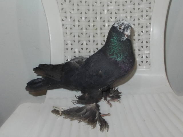 Бойные  голуби  Туркмении - Страница 30 3855808_m