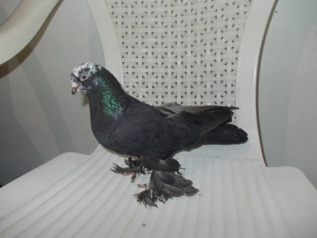 Бойные  голуби  Туркмении - Страница 30 3855833_m
