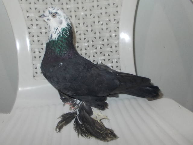 Бойные  голуби  Туркмении - Страница 30 3871458_m