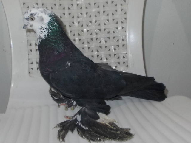Бойные  голуби  Туркмении - Страница 30 3871463_m