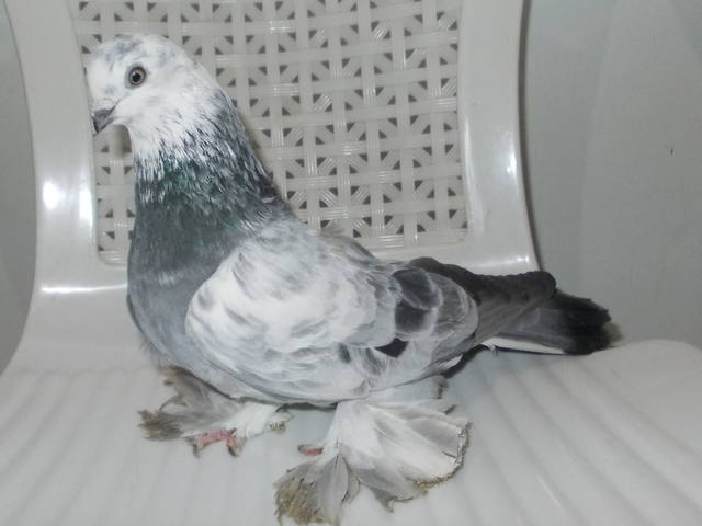 Бойные  голуби  Туркмении - Страница 30 3871509_m