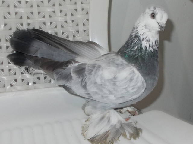Бойные  голуби  Туркмении - Страница 30 3871516_m