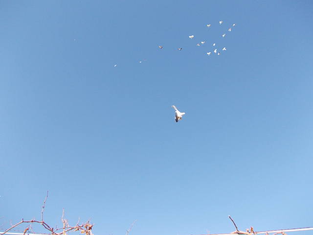 Бойные  голуби  Туркмении - Страница 31 3875284_m