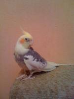 VFL.RU - ваш фотохостинг