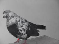 VFL.RU - ваш фотохостинг