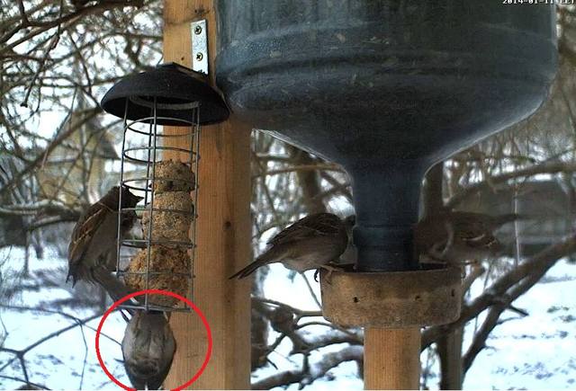 Small Bird Feeder Webcam Forum 2014 Page 4 Looduskalender