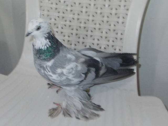 Бойные  голуби  Туркмении - Страница 31 3962387_m