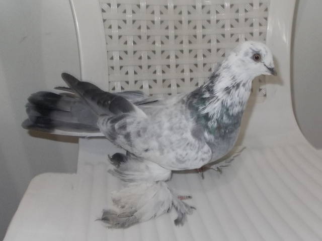 Бойные  голуби  Туркмении - Страница 31 3962411_m