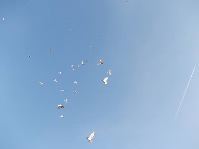 Бойные  голуби  Туркмении - Страница 31 3970725_m