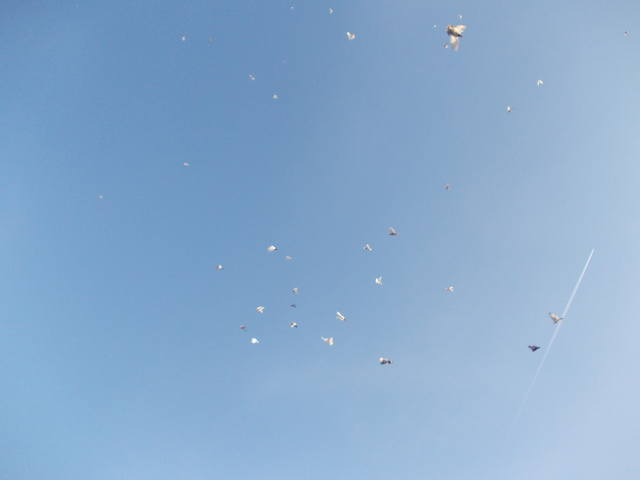 Бойные  голуби  Туркмении - Страница 31 3970734_m