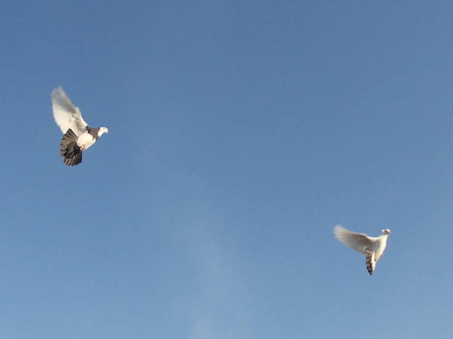 Двухчубые бойные голоногие голуби - Страница 17 3970868_m