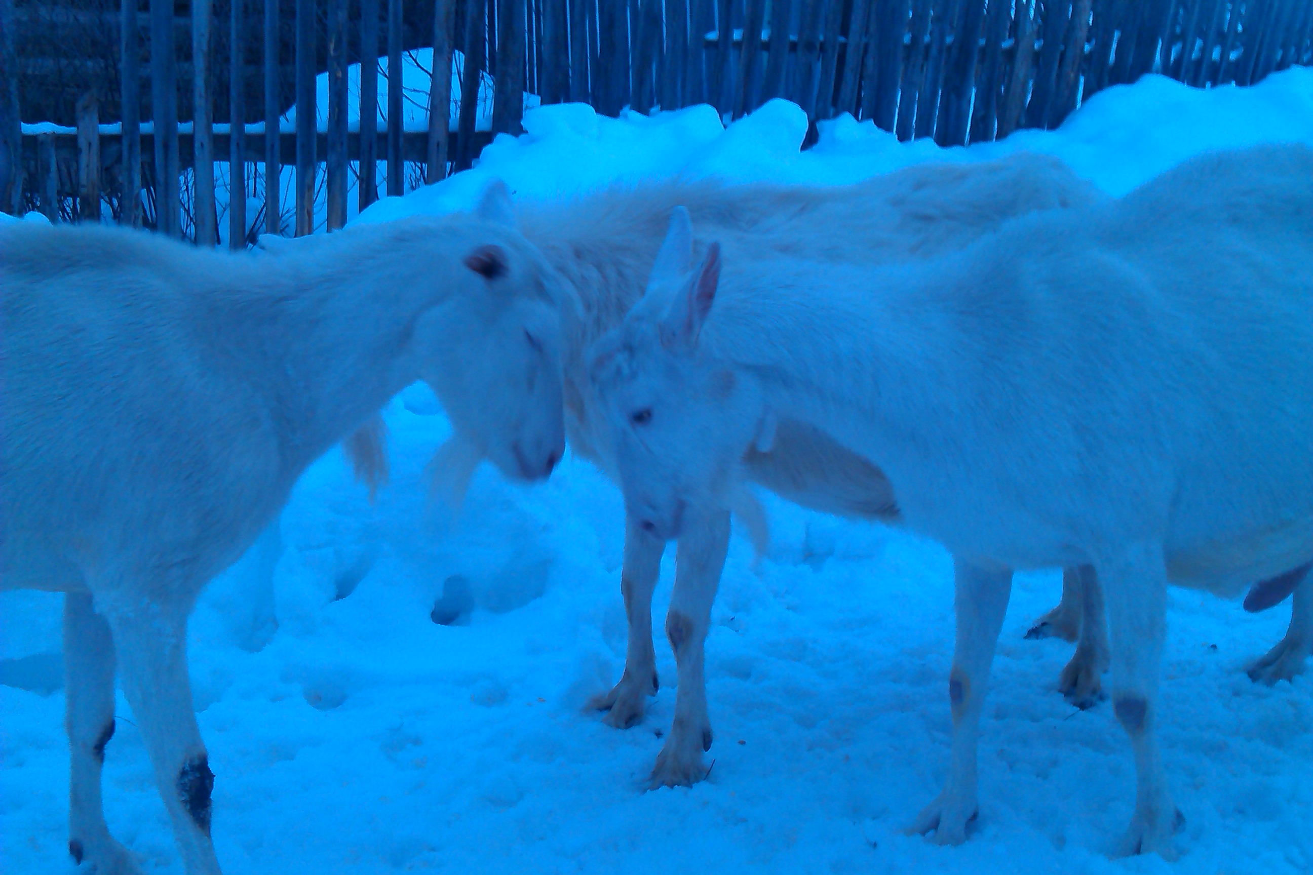 январь 2014 023