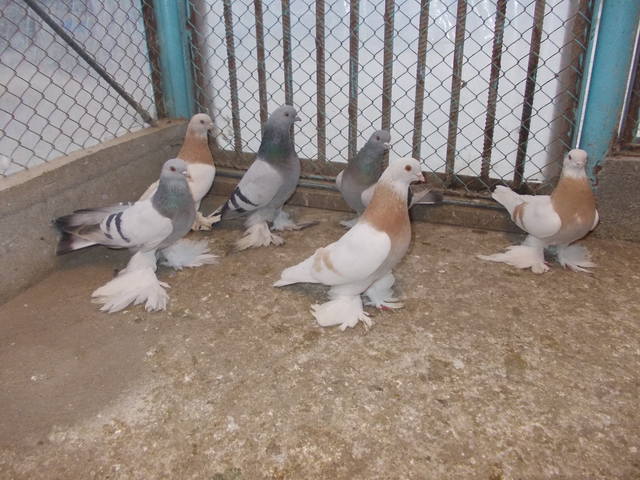 Бойные  голуби  Туркмении - Страница 34 4050835_m