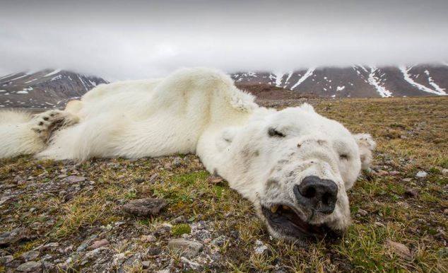 starved polar bear 02