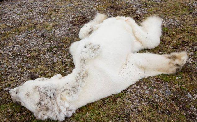 starved polar bear 03