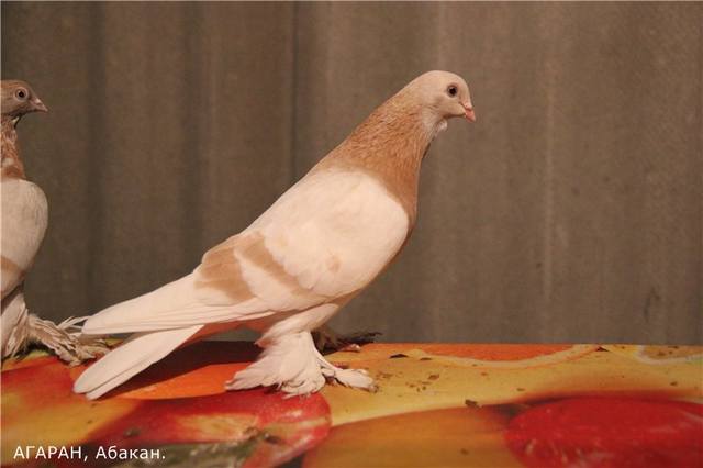 Бойные  голуби  Туркмении - Страница 34 4057279_m