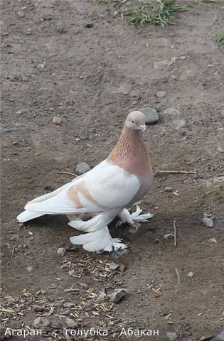Бойные  голуби  Туркмении - Страница 34 4057297_m