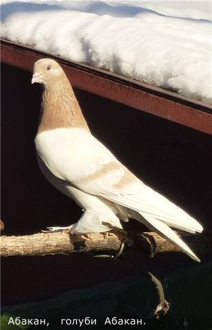 Бойные  голуби  Туркмении - Страница 34 4057301_m