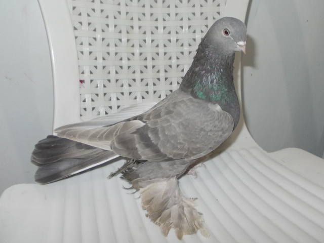 Бойные  голуби  Туркмении - Страница 34 4057684_m