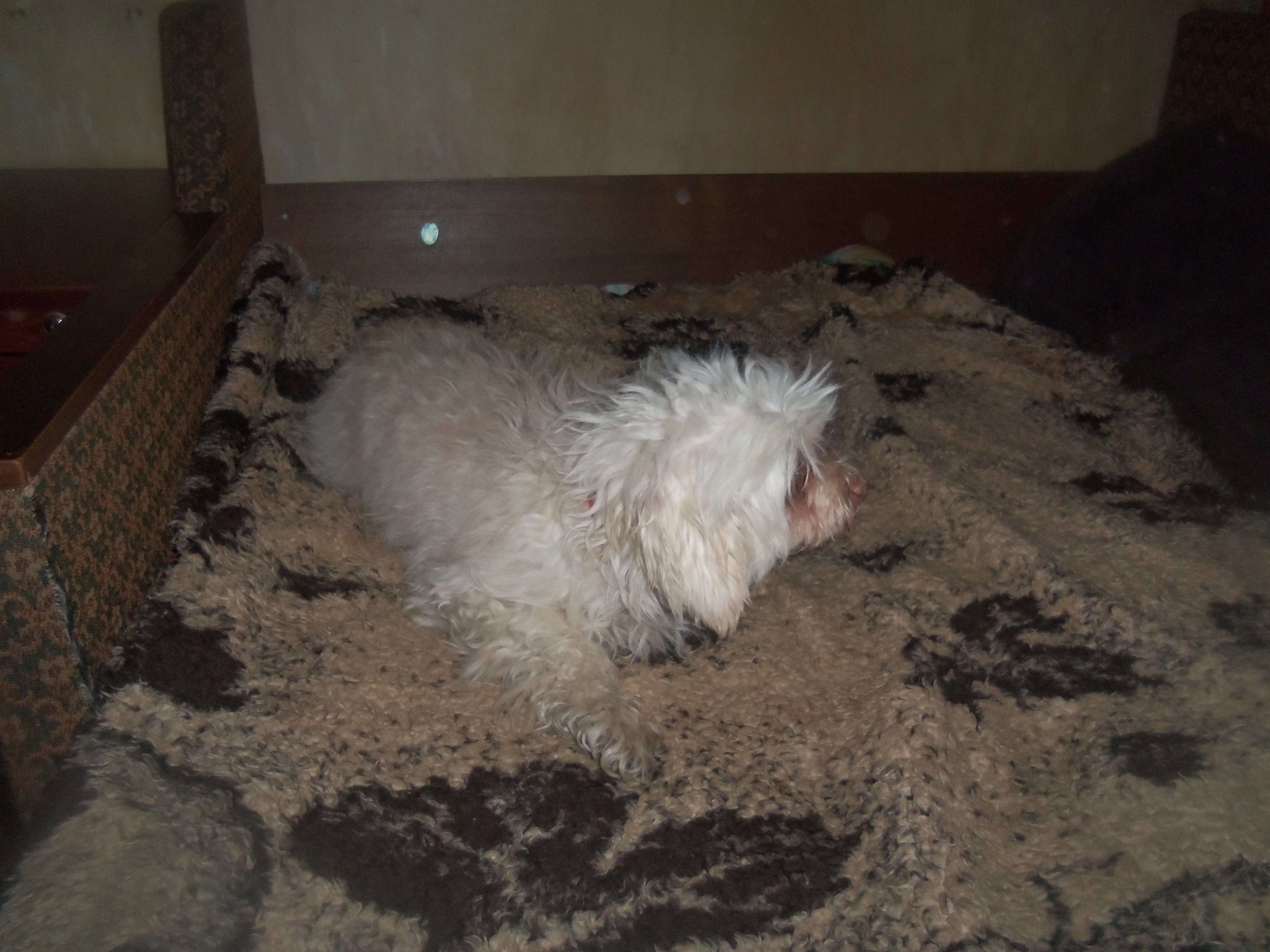 лялечка 2 003