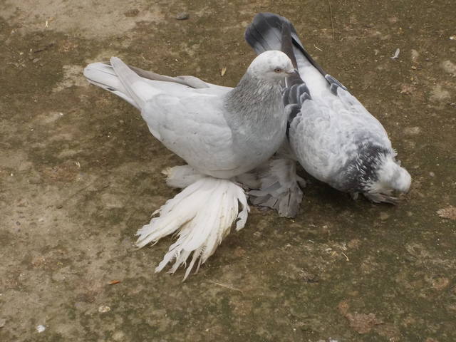 Бойные  голуби  Туркмении - Страница 34 4070262_m