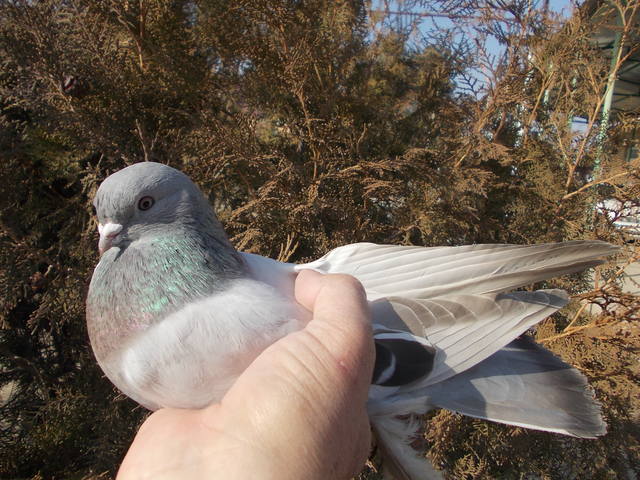 Бойные  голуби  Туркмении - Страница 35 4077510_m