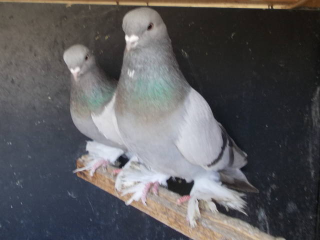 Бойные  голуби  Туркмении - Страница 35 4077517_m