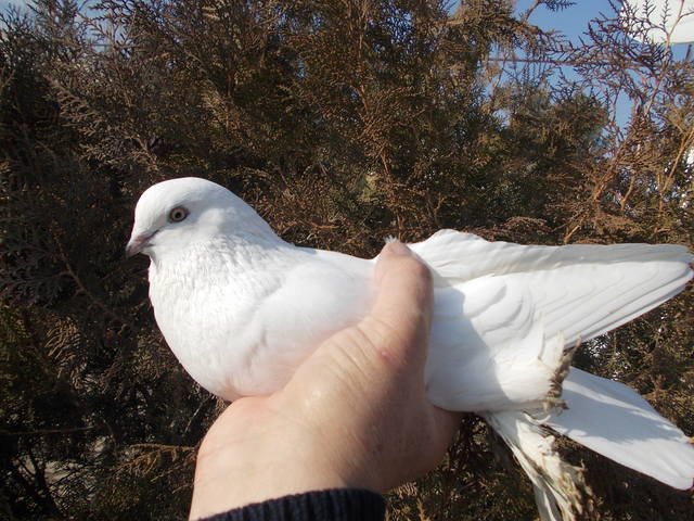 Бойные  голуби  Туркмении - Страница 35 4077549_m