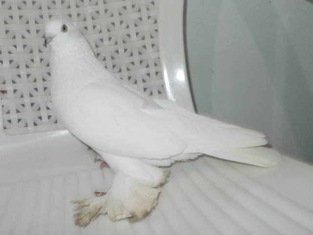 Бойные  голуби  Туркмении - Страница 35 4077563_m