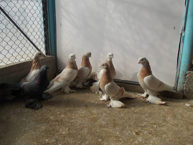 Бойные  голуби  Туркмении - Страница 35 4077636_m