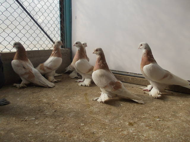 Бойные  голуби  Туркмении - Страница 35 4077669_m