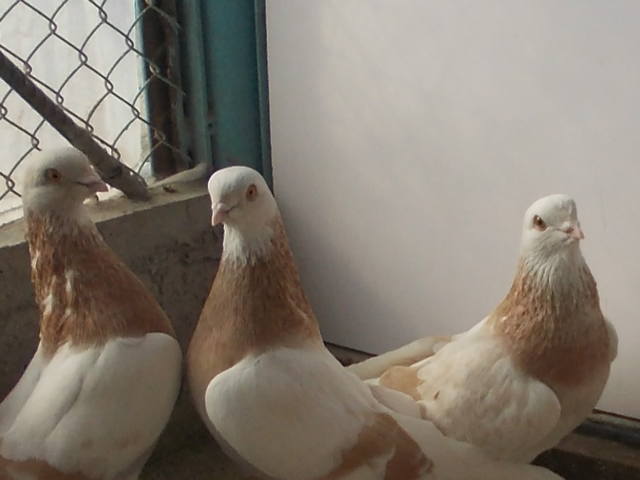 Бойные  голуби  Туркмении - Страница 35 4077806_m