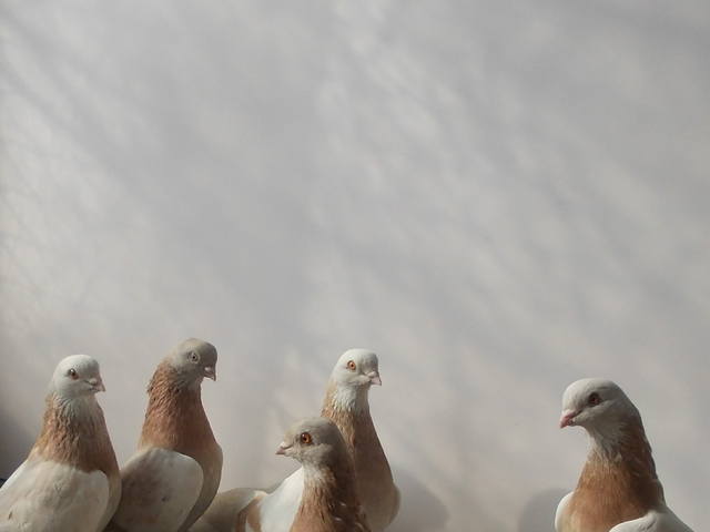 Бойные  голуби  Туркмении - Страница 35 4077812_m
