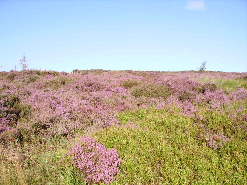 h-Heather in Yorkshire 03