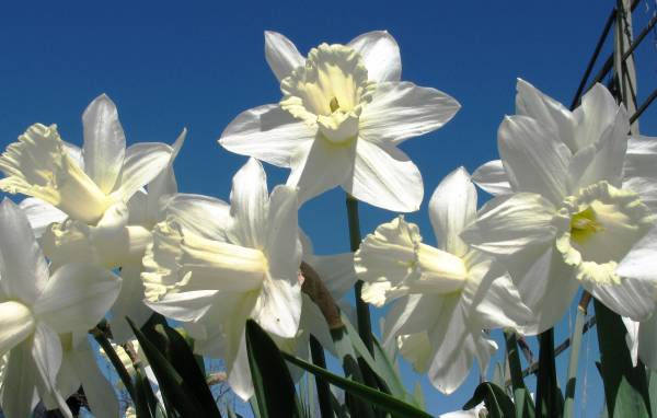 narcissus 3 narcissus 3
