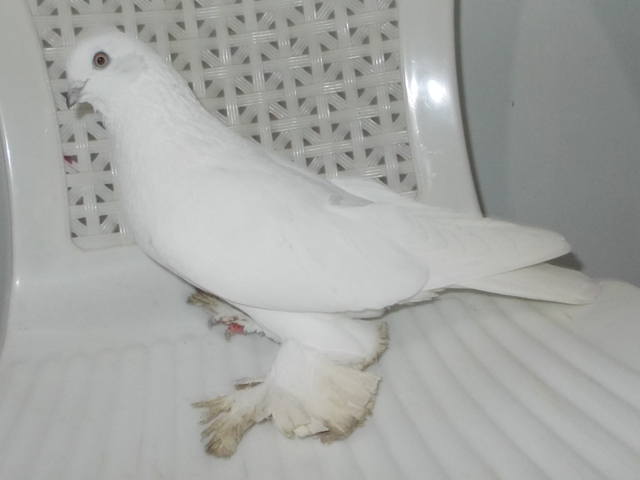 Бойные  голуби  Туркмении - Страница 35 4098252_m