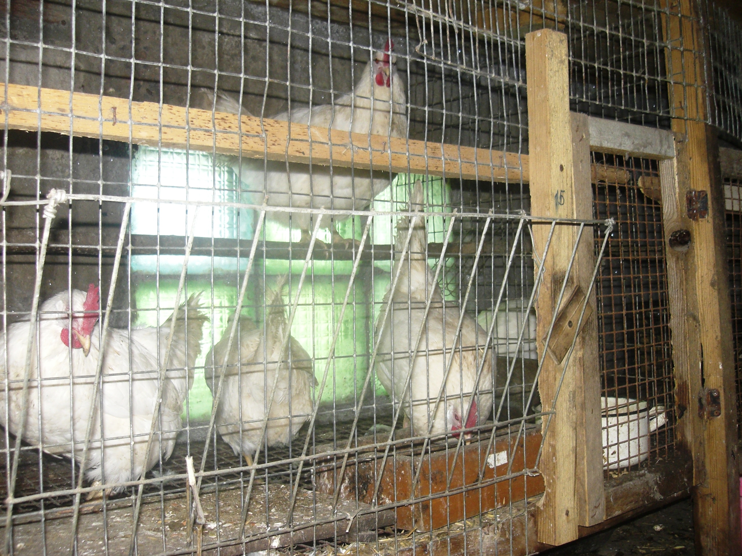 Несушки карлик-леггорны (зимой содержим в пустующих кроличьих клетках - тепло, сухо, несутся!)