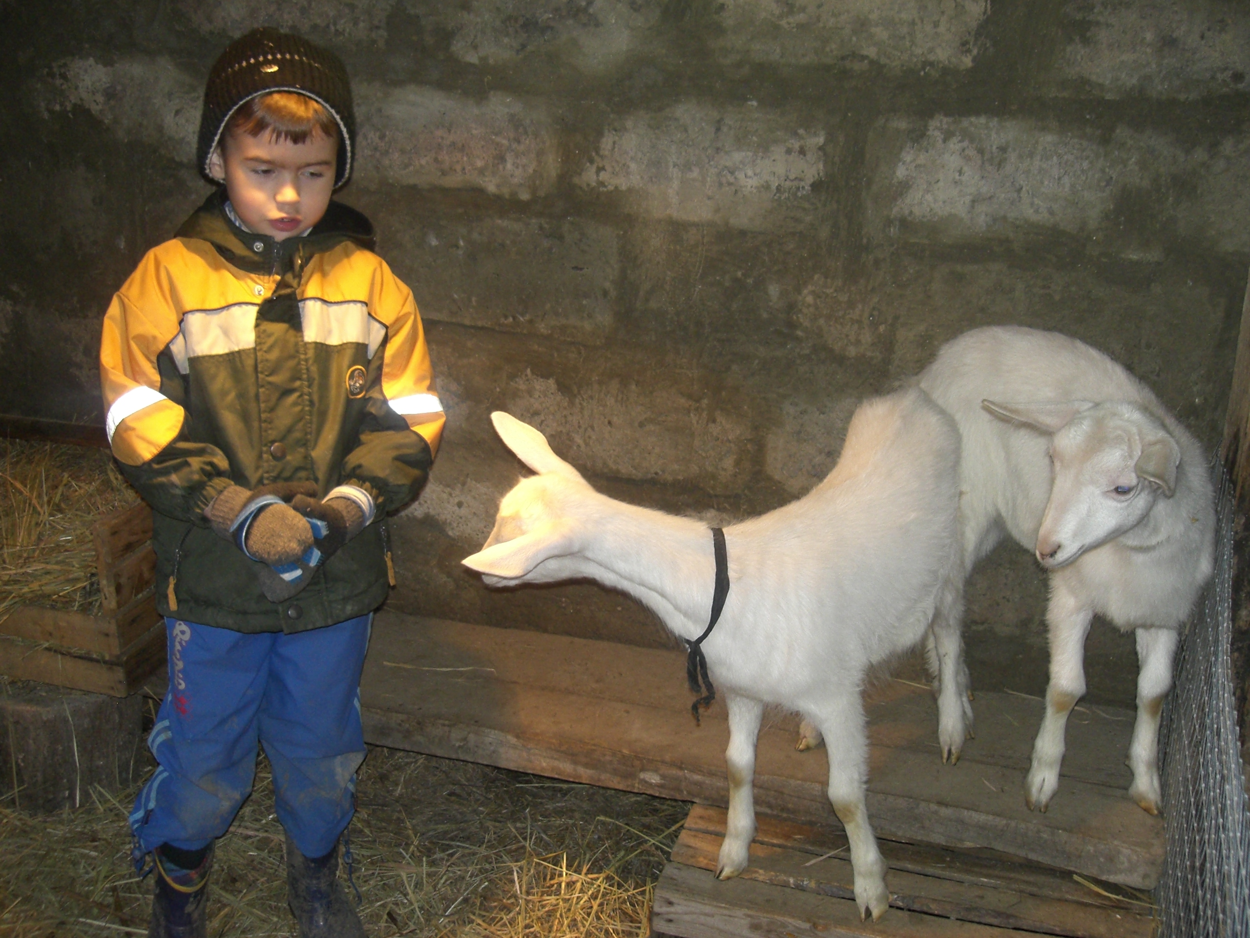 Внук Андрей с козлятами