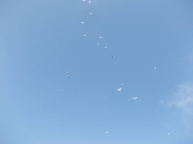 Бойные  голуби  Туркмении - Страница 35 4139069_m