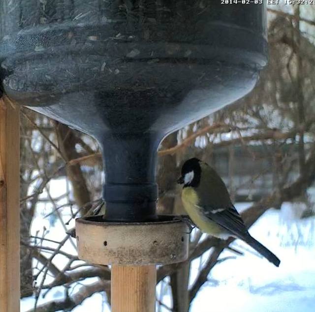 looduskalender view topic small bird feeder webcam looduskalender view topic small bird feeder webcam