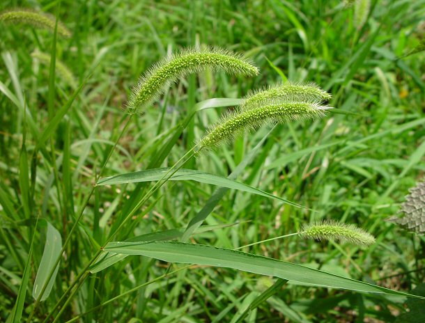 Setaria viridis plant