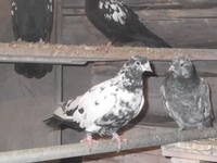 VFL.RU - ваш фотохостинг