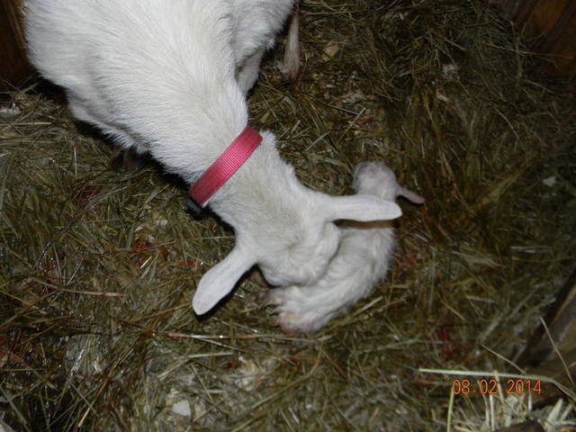Рождение козлят и уход за ними - Страница 2 4206080_m