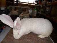 VFL.RU - ваш фотохостинг