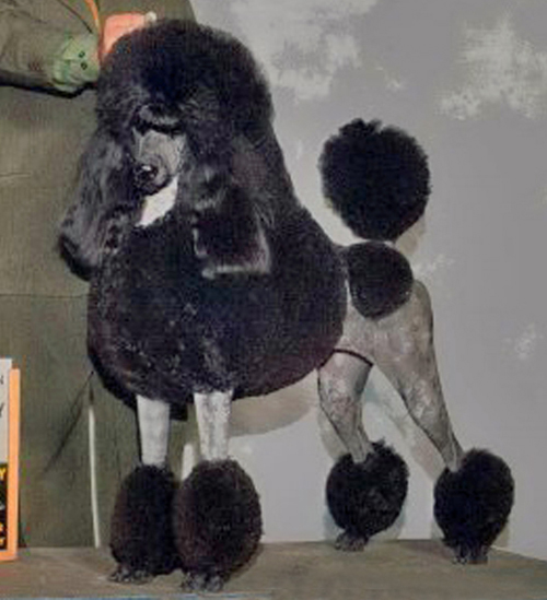 CH Luminary Black Velvet Bejeweled With Pearls Classique poodles