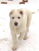 VFL.RU - ваш фотохостинг