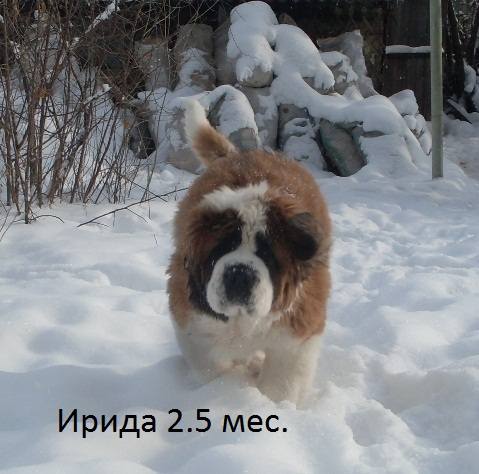 http://images.vfl.ru/ii/1392370961/9004e96a/4243820_m.jpg