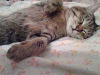 VFL.RU - ваш фотохостинг