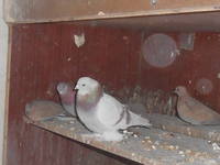 VFL.RU - ваш фотохостинг