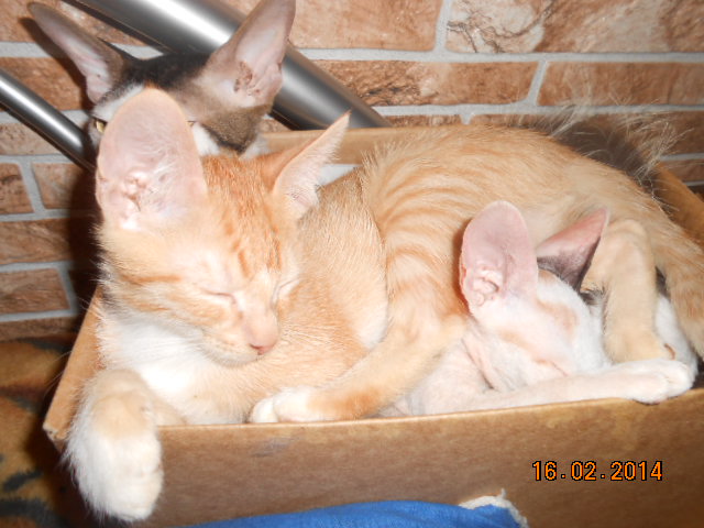 Малышка Кэт 129